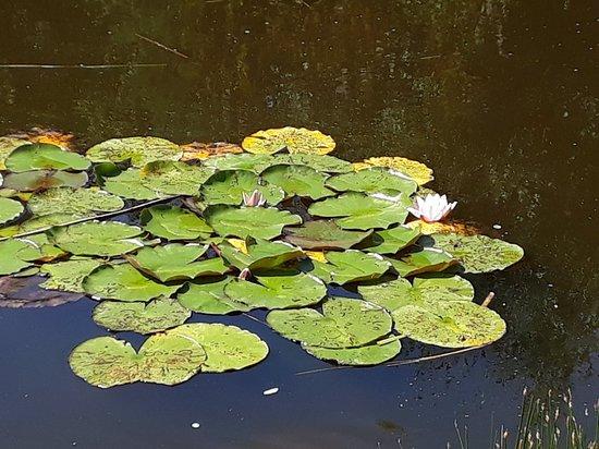 Park Dinozaurow