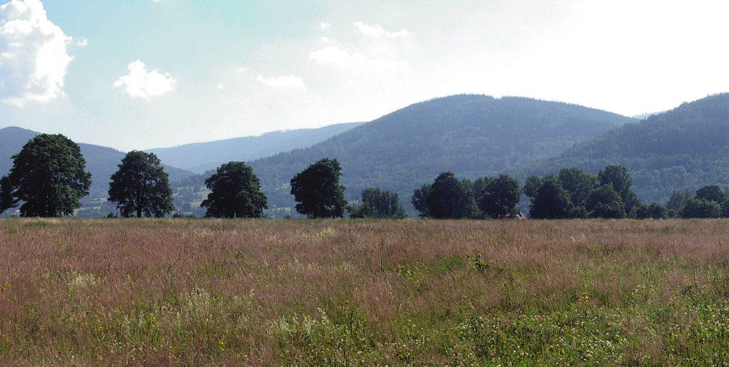Janowiec