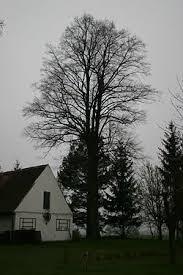 Horni Pertoltice